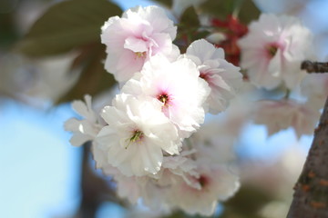 Obraz premium Sakura