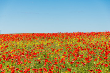 Beautiful green nature landscape of Europe