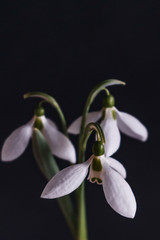 Close-up picture of white snowdrops isolated on black background