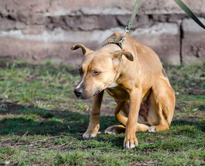 mongrel dog on a leash looking up