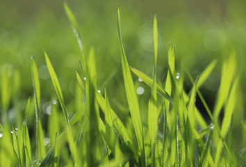 Green grass with water drops