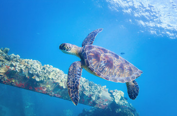 Fototapeta premium Hawaiian Green Sea turtle in coral reef Maui