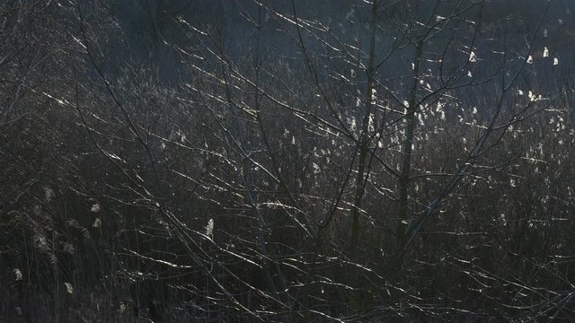 Morning sun rays in nature reserve in Falkensee in Brandenburg near Berlin Spandau on March 1, 2020, Germany