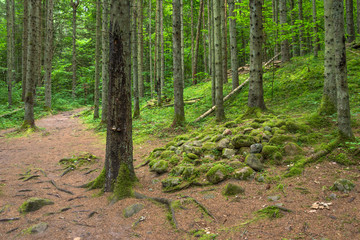 Beautiful green nature landscape of Europe