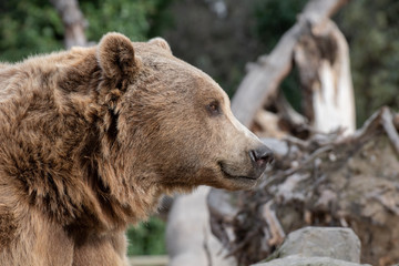 Fototapeta premium Face portrait of a brown bear with sweet look