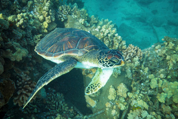 Obraz na płótnie Canvas Hawaiian Green Sea turtle in coral reef Maui