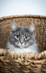 Fototapeta na wymiar cute blue tabby maine coon cat resting in basket
