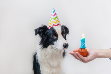 Fototapeta na wymiar Funny portrait of cute smilling puppy dog border collie wearing birthday silly hat looking at cupcake holiday cake with number one candle isolated on white background. Happy Birthday party concept.