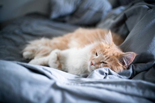 cute beige cream colored maine coon cat lying in bed sleeping