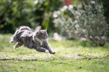 Fototapeten blue tabby maine coon cat running on meadow at high speed © FurryFritz