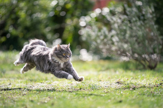 blue tabby maine coon cat running on meadow at high speed