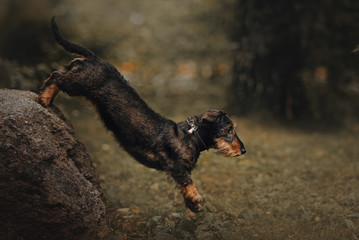 dachshund dog in a collar jumping off a rock outdoors