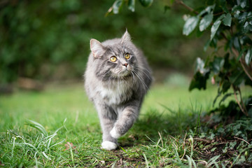 Naklejka na ściany i meble blue tabby maine coon cat walking under bush outdoors on meadow looking up
