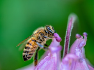  macro image of bee sucking nectar from flower 1