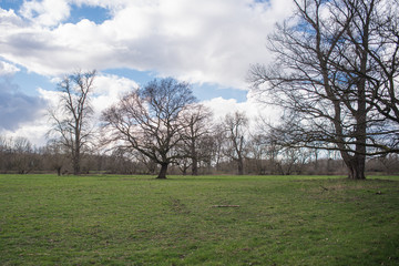 Floodplain in a snowless winter. View over the meadows with bare trees.