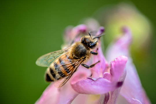 macro image of bee sucking nectar from flower 2