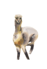 Cute alpaca.Watercolor illustration.