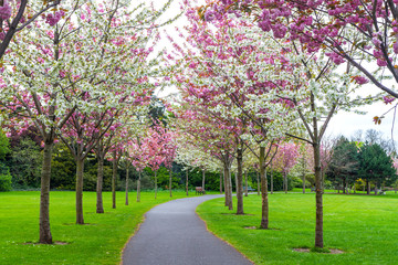 Cherry blossom trees (Prunus serrulata) along pathway with park benches during Spring season. Pink and white flowers blooming in Herbert Park, Dublin, Ireland, Europe. No people. Peaceful solitude