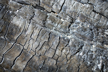 carbonized wood surface close up