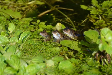 frog line-up