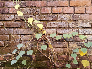 Old wall with red brick texture and creeper plant