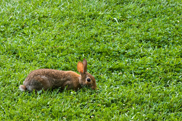 Rabbit