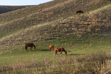 Panorama. Hilly terrain covered with green grass, pasture and grazing horses.