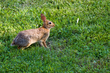 Rabbit