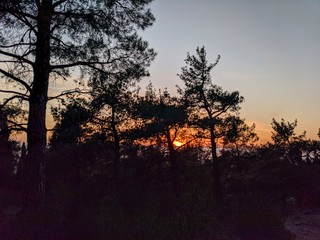 sunset in the forest,sky,trees