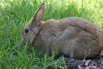 Naklejka na ściany i meble Rabbit