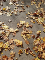  beautiful autumn background of golden leaves