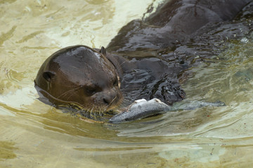Fototapeta premium Portrait of a cute giant otter eating a fish