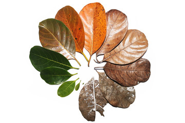 Different stages of leaf, leaves cycle. birth to death. jack leaves concept with white background