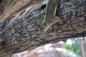 squirrel hanging on tree