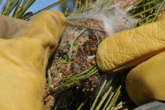 Nido de procesionaria abierto por un especialista con guantes protectores, con larvas en su interior