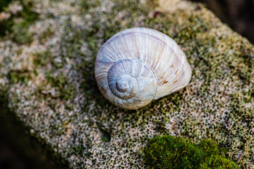 Schneckenhaus einer Weinbergschnecke