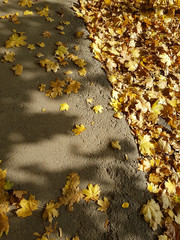  beautiful autumn background of golden leaves