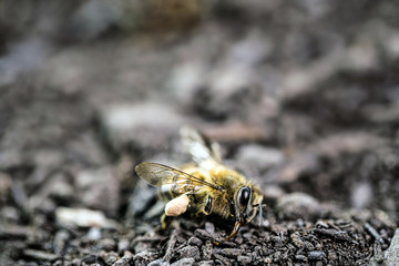bees lying on the ground, killed by the use of poison or pesticides. Insect at risk of extinction.
