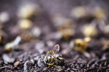 bee dead due to the use of agricultural pesticides. Environmental risk of bee extinction.