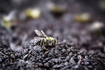 Bee in extermination. Dead bee, conceptual image about pesticides and environmental risks. bee day concept, mass extinction.