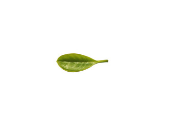 new born leaf of jack fruit