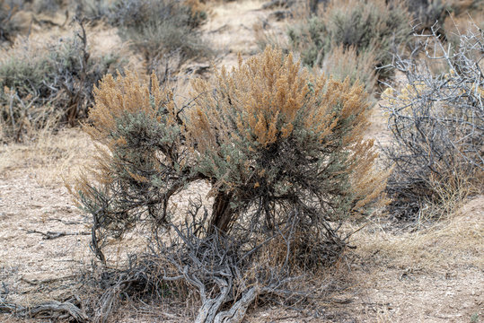 Wyoming big sagebrush (Artemisia tridentata subsp. wyomingensis) is the most common dominant species in the Great Basin covering millions of acres of high desert plains and valleys across the West.