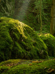 Mossy rocks in summer in the Ysperklamm nature reserve in the Waldviertel in Lower Austria