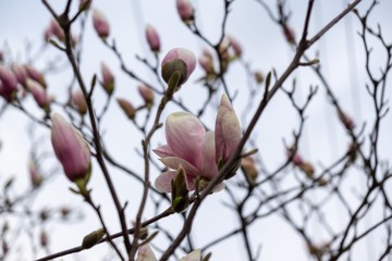  Spring tree flowering - Magnolia flowers blooming on the tree. Slovakia