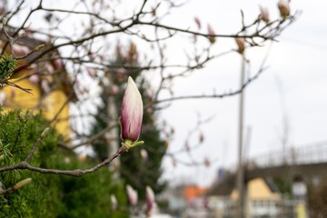  Spring tree flowering - Magnolia flowers blooming on the tree. Slovakia