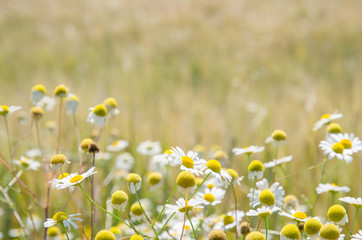 Obraz premium on beautiful scenic rural countryside