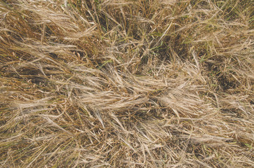 spikes of golden cereal background