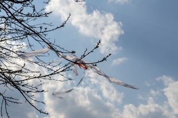 Ribbons on the tree in strong wind. Slovakia