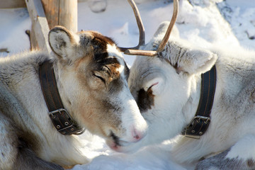 Domesticated reindeer in the far north of Eurasia in winter on snow in coral. Deer love