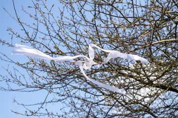 Ribbons on the tree in strong wind. Slovakia